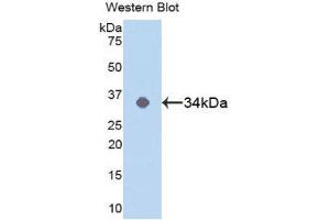 Western Blotting (WB) image for anti-Mitogen-Activated Protein Kinase 14 (MAPK14) (AA 19-279) antibody (ABIN1859754) (MAPK14 anticorps  (AA 19-279))