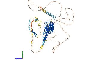 AlphaFold protein structure predicition of Human Recombinant LMOD1 Protein, UniprotID P29536