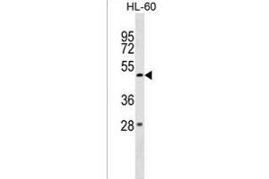 ZBTB47 Antibody (Center) (ABIN1538012 and ABIN2849876) western blot analysis in HL-60 cell line lysates (35 μg/lane). (ZBTB47 anticorps  (AA 191-218))