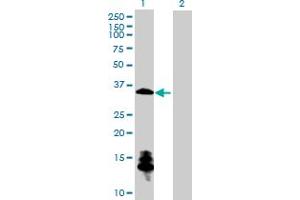 Western Blot analysis of CSGALNACT1 expression in transfected 293T cell line by CSGALNACT1 MaxPab polyclonal antibody. (CSGALNACT1 anticorps  (AA 1-297))