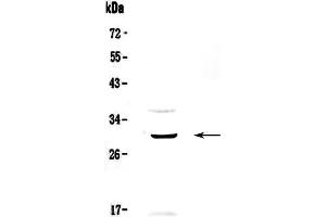 Western blot analysis of GPCR GPR40 using anti-GPCR GPR40 antibody . (FFAR1 anticorps)