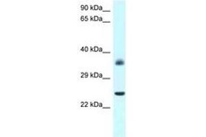 Image no. 1 for anti-Jun D Proto-Oncogene (JUND) (AA 90-139) antibody (ABIN6747509) (JunD anticorps  (AA 90-139))
