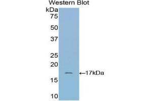 Detection of Recombinant RNASE1, Bovine using Polyclonal Antibody to Ribonuclease A (RNase A) (RNASE1 anticorps  (AA 31-150))