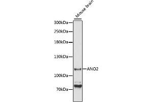 Western blot analysis of extracts of mouse brain, using ANO2 antibody (ABIN6291636) at 1:3000 dilution. (Anoctamin 2 anticorps)