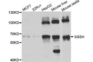 Western blot analysis of extract of various cells, using SGSH antibody. (SGSH anticorps)