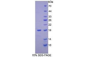 SDS-PAGE (SDS) image for Neurotrophin 4 (NTF4) (AA 80-209) protein (His tag) (ABIN1880067)