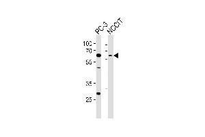 Western blot analysis of lysates from PC-3, NCCIT cell line (from left to right), using TBX22 Antibody (C-term) (ABIN6243313 and ABIN6577614). (T-Box 22 anticorps  (C-Term))