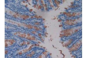 IHC-P analysis of Mouse Intestine Tissue, with DAB staining. (TFF3 anticorps  (AA 23-81))
