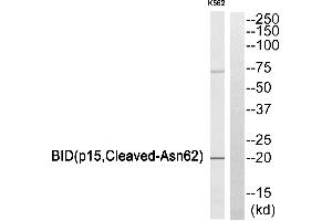 Western blot analysis of extracts from K562 cells, using BID (p15, Cleaved-Asn62) antibody. (BID anticorps  (Cleaved-Asn62, Subunit 15))