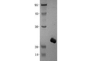 Validation with Western Blot (PPIL1 Protein (His tag))