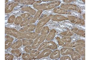 IHC-P Image EIF2 beta antibody detects EIF2 beta protein at cytoplasm in mouse kidney by immunohistochemical analysis.