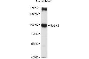Western blot analysis of extracts of mouse heart, using NLGN2 antibody (ABIN6290687) at 1:3000 dilution.