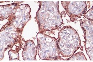 Immunohistochemistry of paraffin-embedded Human placenta using S100P Polyclonal Antibody at dilution of 1:100 (40x lens). (S100P anticorps)