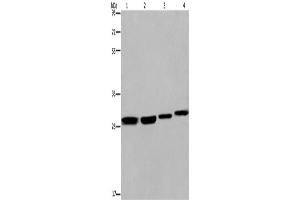 Western Blotting (WB) image for anti-Ets Variant 7 (ETV7) antibody (ABIN2423403) (ETV7 anticorps)