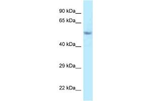 WB Suggested Anti-Fam114a2 Antibody Titration: 1. (FAM114A2 anticorps  (C-Term))