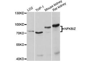 Western blot analysis of extracts of various cell lines, using NFKBIZ antibody (ABIN5998343) at 1/1000 dilution. (NFKBIZ anticorps)