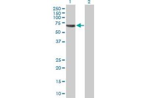 Western Blot analysis of TRAF5 expression in transfected 293T cell line by TRAF5 MaxPab polyclonal antibody. (TRAF5 anticorps  (AA 1-557))