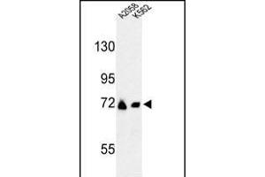Western blot analysis of GFPT2 Antibody (Center) (ABIN653230 and ABIN2842763) in , K562 cell line lysates (35 μg/lane). (GFPT2 anticorps  (AA 175-201))