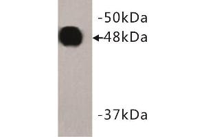 Western Blotting (WB) image for anti-Keratin 18 (KRT18) (C-Term) antibody (ABIN1854879) (Cytokeratin 18 anticorps  (C-Term))