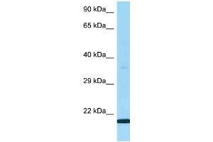 WB Suggested Anti-LY6G5B Antibody Titration: 1.