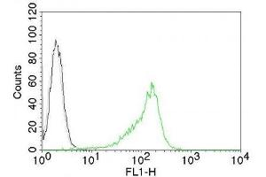 Image no. 2 for anti-Nucleolar / Nucleoli antibody (ABIN6153718) (Nucleolar / Nucleoli anticorps)