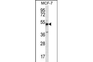 MBOAT4 Antibody (Center) (ABIN656250 and ABIN2845565) western blot analysis in MCF-7 cell line lysates (35 μg/lane). (MBOAT4 anticorps  (AA 258-287))