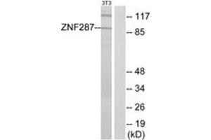 Western blot analysis of extracts from NIH-3T3 cells, using ZNF287 Antibody. (ZNF287 anticorps  (AA 241-290))