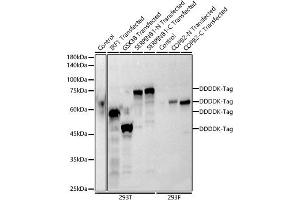 Western blot analysis of extracts of normal 293T and 293F cells, 293T transfected with IRF1 Protein, GSK3B Protein,and SERPINB1 Protein ,293F transfected with COPB2 Protein using Mouse anti DDDDK-Tag mAb antibody (ABIN3020558, ABIN3020559, ABIN3020560 and ABIN1512923) at 1:1000 dilution. (DYKDDDDK Tag anticorps)
