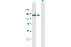 Western Blot analysis of NLRP2 expression in transfected 293T cell line by NLRP2 MaxPab polyclonal antibody.