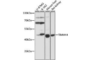 Western blot analysis of extracts of various cell lines, using TIMM44 antibody (ABIN7270927) at 1:1000 dilution. (TIMM44 anticorps  (AA 153-452))