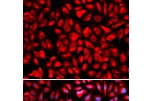 Immunofluorescence analysis of U2OS cells using IPO5 Polyclonal Antibody