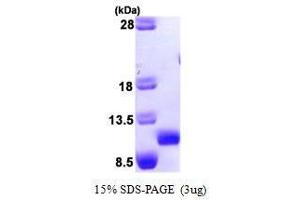 Chemokine (C-C Motif) Ligand 27 (CCL27) (AA 25-112) peptide