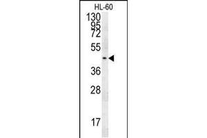 PG Antibody (C-term) (ABIN651918 and ABIN2840453) western blot analysis in HL-60 cell line lysates (15 μg/lane). (Pgap2 anticorps  (C-Term))