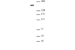 RNA pol II CTD phospho Thr4 antibody pAb tested by Western blot. (Rpb1 CTD anticorps  (pThr4, Thr4))