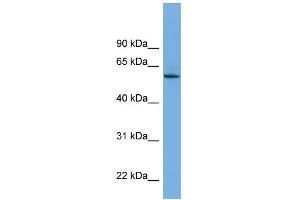 WB Suggested Anti-NLK Antibody Titration: 0. (Nemo-Like Kinase anticorps  (Middle Region))