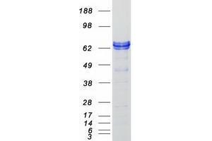 Validation with Western Blot