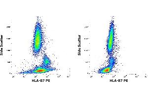 Flow cytometry surface staining patterns of human peripheral whole blood of HLA-B7 positive (left) and negative (right) blood donors stained using anti-HLA-B7 (BB7. (HLA B7 anticorps  (PE))