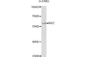 Western blot analysis of extracts of U-87MG cells, using MAZ antibody (ABIN6293358) at 1:3000 dilution. (MAZ anticorps)