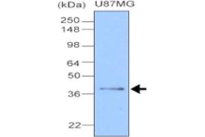 Western blot analysis of cell lysate of U87 MG (20 ug), human glioblastoma cell , was resolved by SDS - PAGE , transferred to NC membrane and probed with CLU monoclonal antibody , clone 1A11 (1 : 1000) . (Clusterin anticorps  (AA 1-333))