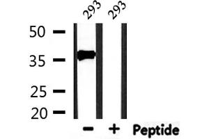 Western blot analysis of extracts from 293, using PDLIM1 Antibody. (PDLIM1 anticorps  (Internal Region))