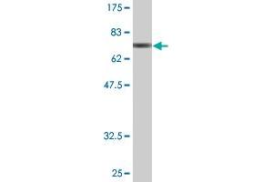 Western Blot detection against Immunogen (76.