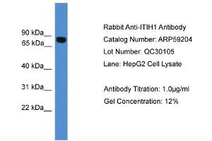 WB Suggested Anti-ITIH1  Antibody Titration: 0. (ITIH1 anticorps  (C-Term))
