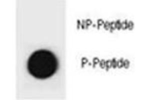 Dot blot analysis of phospho-Cyclin B3 antibody. (Cyclin B3 anticorps  (pSer284))