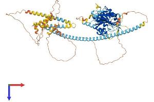 AlphaFold protein structure predicition of Mouse Recombinant Kifc2 Protein, UniprotID O08672
