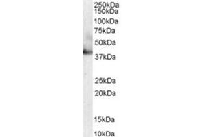 Image no. 1 for anti-RAE1 RNA Export 1 Homolog (S. Pombe) (RAE1) (C-Term) antibody (ABIN374586) (RAE1 anticorps  (C-Term))