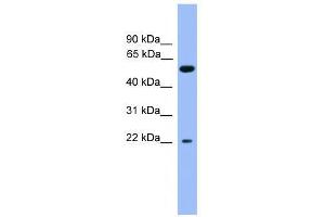 COCH antibody used at 0.
