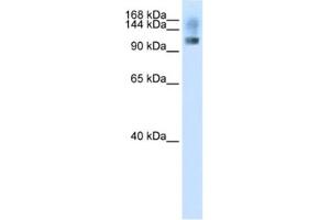Western Blotting (WB) image for anti-Splicing Factor, Suppressor of White-Apricot Homolog (SFSWAP) antibody (ABIN2462165) (SFRS8 anticorps)