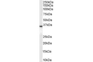 Image no. 1 for anti-Duffy Blood Group, Chemokine Receptor (DARC) (N-Term) antibody (ABIN374609) (DARC anticorps  (N-Term))