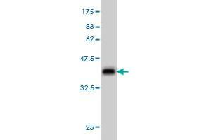 Western Blot detection against Immunogen (37. (CHST11 anticorps  (AA 230-337))