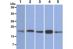 The Cell lysates (40ug) were resolved by SDS-PAGE, transferred to PVDF membrane and probed with anti-human NUDT1 antibody (1:500).
